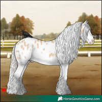 Horse Color:White Spotted Silver Bay Dun Splash Appaloosa
