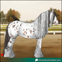 Horse Color:White Spotted Bay Appaloosa 