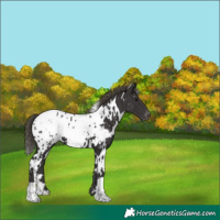 Horse Color:White Spotted Smoky Black Appaloosa 