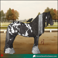 Horse Color:White Spotted Smoky Black Blanket 
