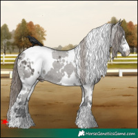 Horse Color:White Spotted Grullo Appaloosa
