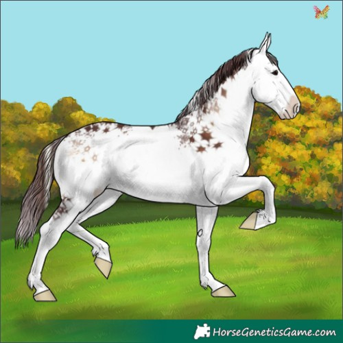 Horse Color:White Spotted Chocolate Brown Onyx 