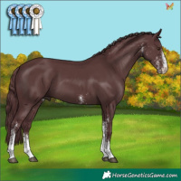 Horse Color:White Spotted Chocolate Black 
