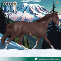 Horse Color:White Spotted Chocolate Black 