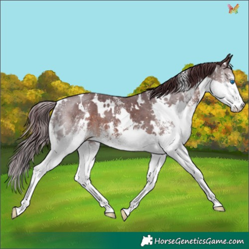 Horse Color:White Spotted Chocolate Brown Splash 