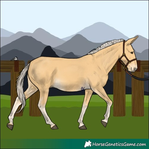Horse Color:Palomino