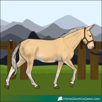 Horse Color:Palomino 