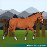 Horse Color:Bay 