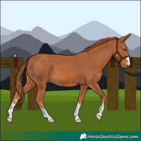 Horse Color:Chestnut 