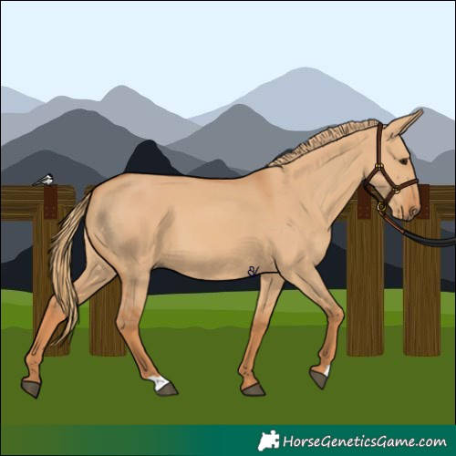 Horse Color:Red Dun