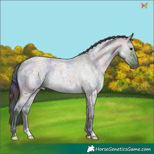 Horse Color:Nacre Grullo Roan 