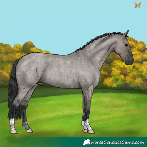 Horse Color:Grullo Roan 