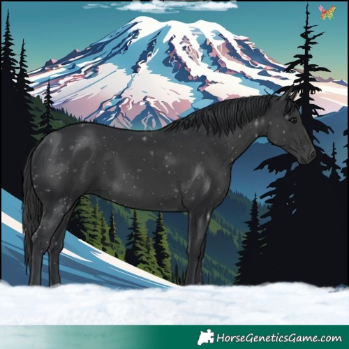 Horse Color:Black 