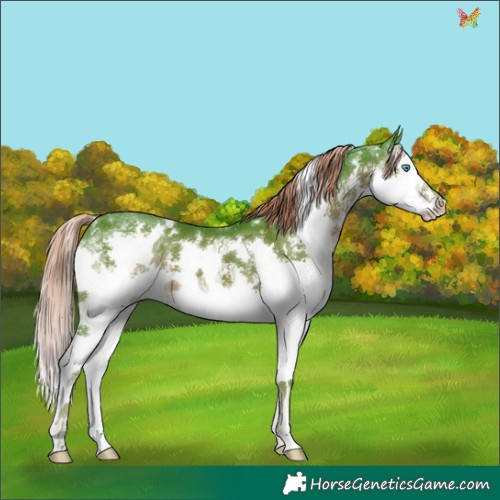 Horse Color:Watercolor White Spotted Liver Chestnut Splash 