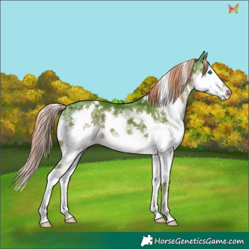 Horse Color:Watercolor White Spotted Liver Chestnut Splash