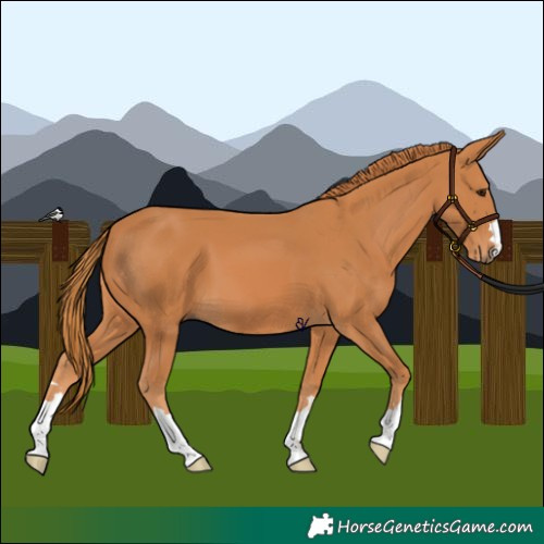 Horse Color:Chestnut 