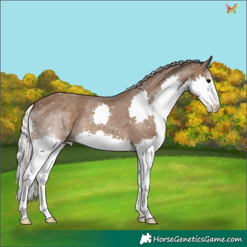 Horse Color:Silver Black Splash 