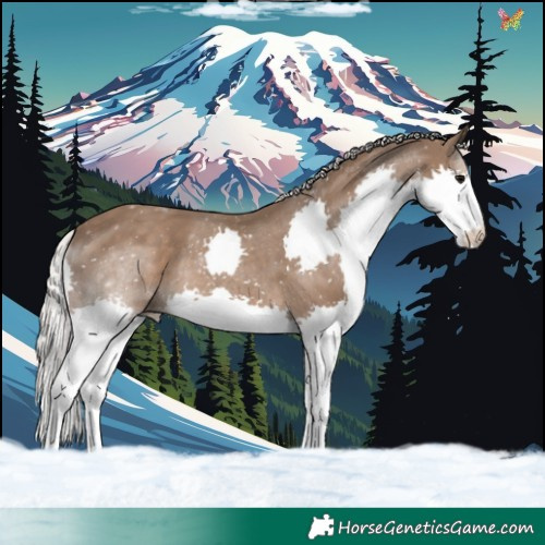 Horse Color:Silver Black Splash 