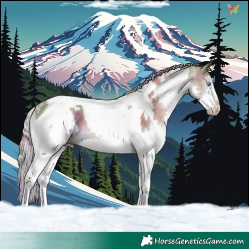 Horse Color:Nacre White Spotted Silver Grullo Splash Tobiano 