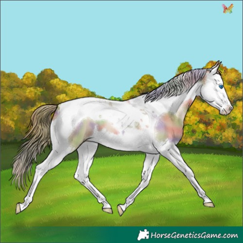 Horse Color:Nacre Grullo Pearl Splash Tobiano 
