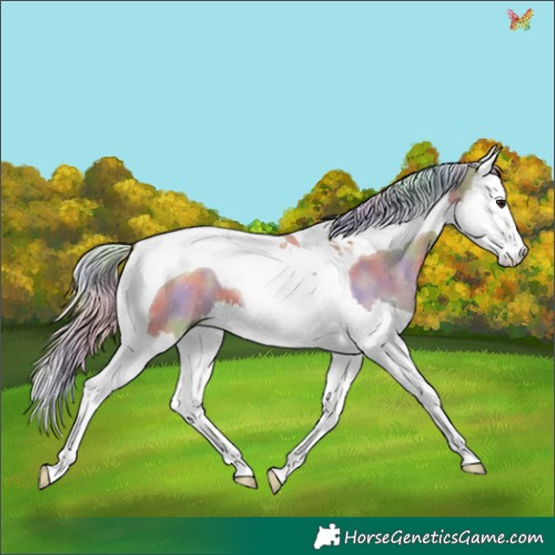 Horse Color:Nacre Silver Grullo Splash Tobiano 