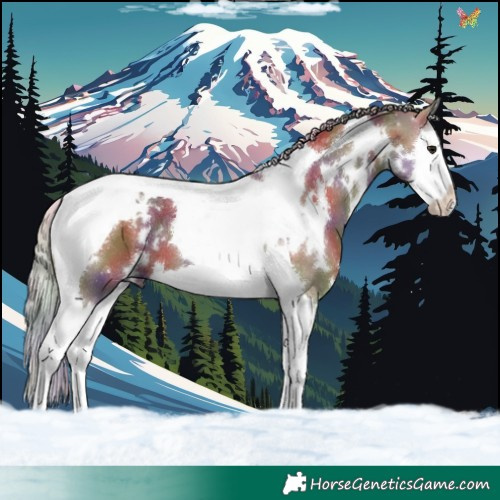 Horse Color:Nacre White Spotted Silver Grullo Splash Tobiano 