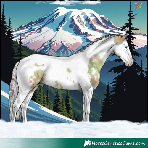 Horse Color:Nacre White Spotted Silver Grullo Splash Tobiano 
