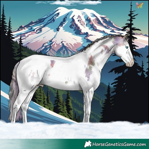 Horse Color:Nacre White Spotted Grullo Splash Tobiano 