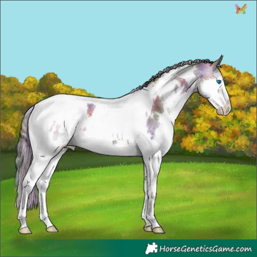 Horse Color:Nacre White Spotted Grullo Splash Tobiano 