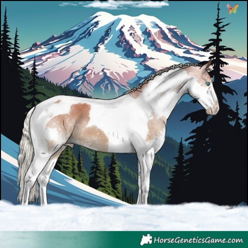Horse Color:Silver Grullo Splash Tobiano 