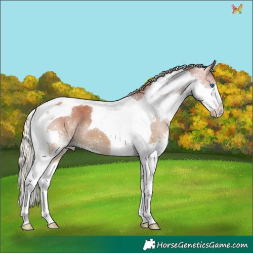 Horse Color:Silver Grullo Splash Tobiano 