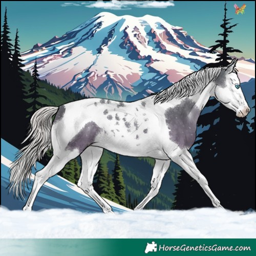 Horse Color:Silver Black Splash Tobiano 