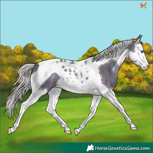Horse Color:Silver Black Splash Tobiano 