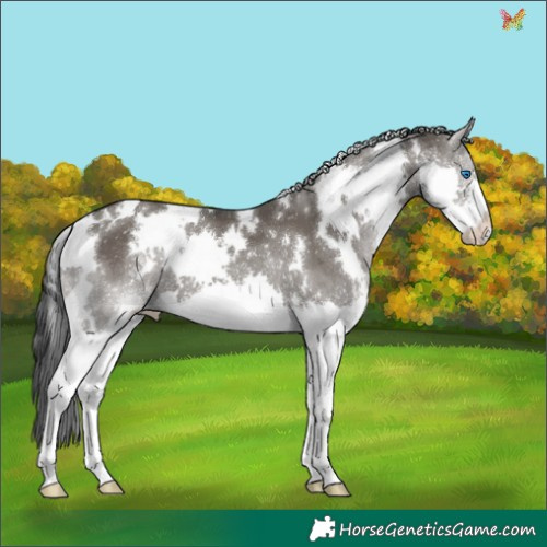 Horse Color:White Spotted Grullo Splash 