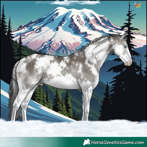 Horse Color:White Spotted Grullo Splash 