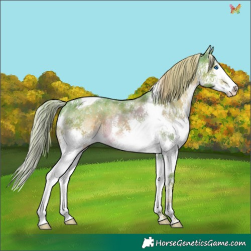 Horse Color:Watercolor Liver Chestnut Sabino Splash Tobiano Appaloosa