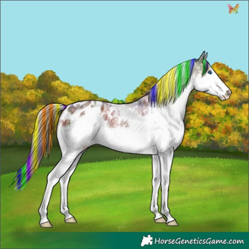 Horse Color:Painted Nacre White Spotted Liver Chestnut Sabino Splash Appaloosa 