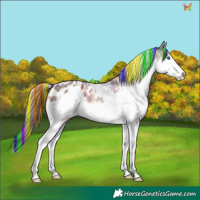 Horse Color:Painted Nacre White Spotted Liver Chestnut Sabino Splash Appaloosa 