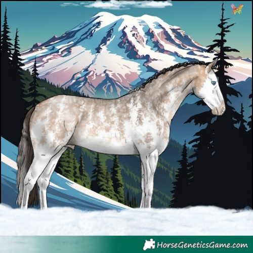 Horse Color:Bay Ice Dun Sabino Splash 