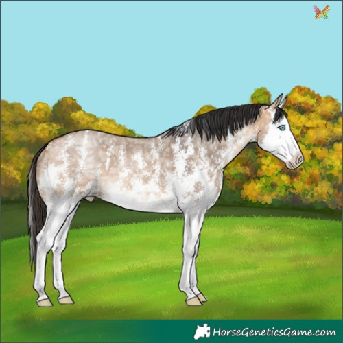 Horse Color:Bay Ice Dun Sabino Splash 