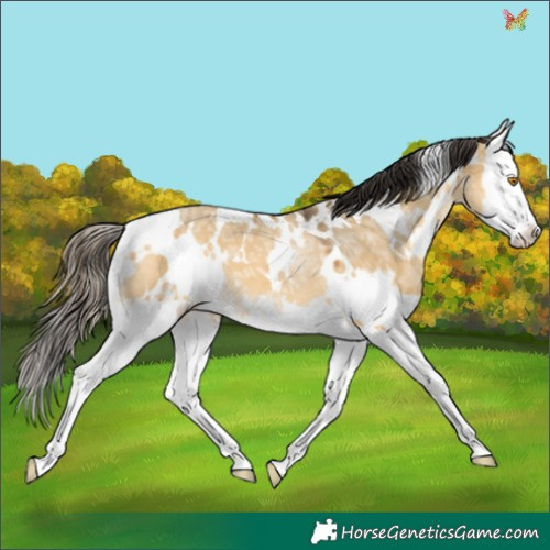 Horse Color:White Spotted Buckskin Ice Dun Splash 