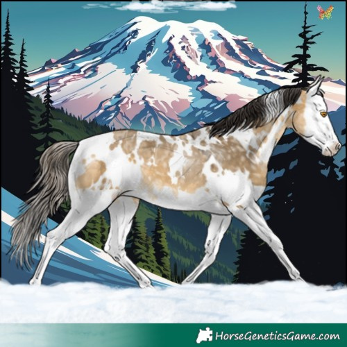Horse Color:White Spotted Buckskin Ice Dun Splash 