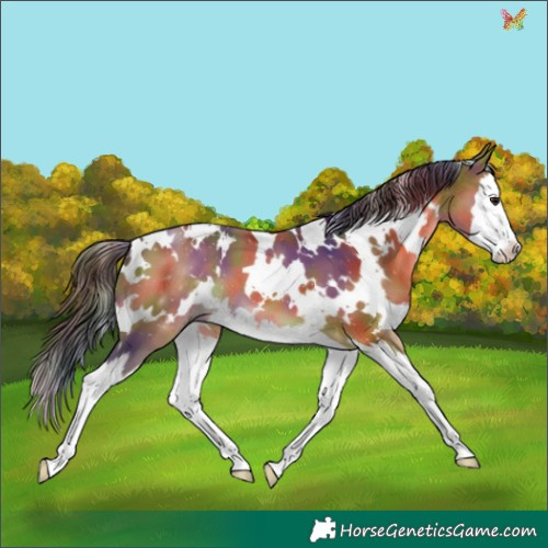 Horse Color:Nacre White Spotted Bay Splash 