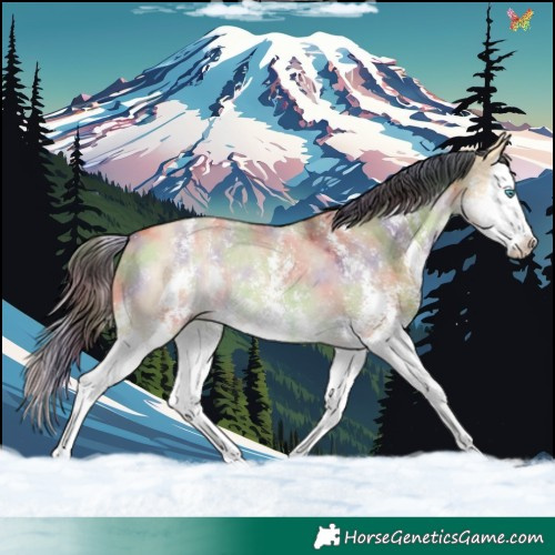 Horse Color:Nacre Buckskin Dun Sabino Splash 