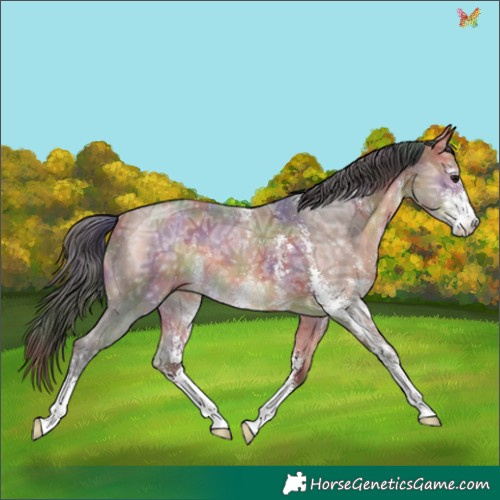 Horse Color:Nacre Bay Ice Sabino 