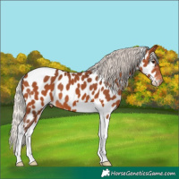 Horse Color:Silver Bay Tobiano Near Leopard 