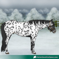 Horse Color:Black Appaloosa 