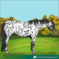 Horse Color:Black Appaloosa 
