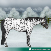 Horse Color:Black Near Leopard 