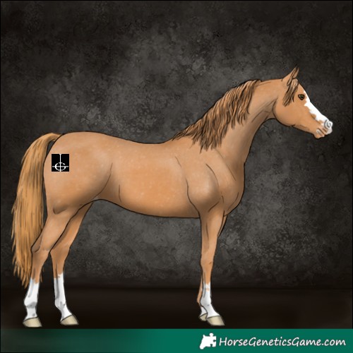 Horse Color:Chestnut Appaloosa